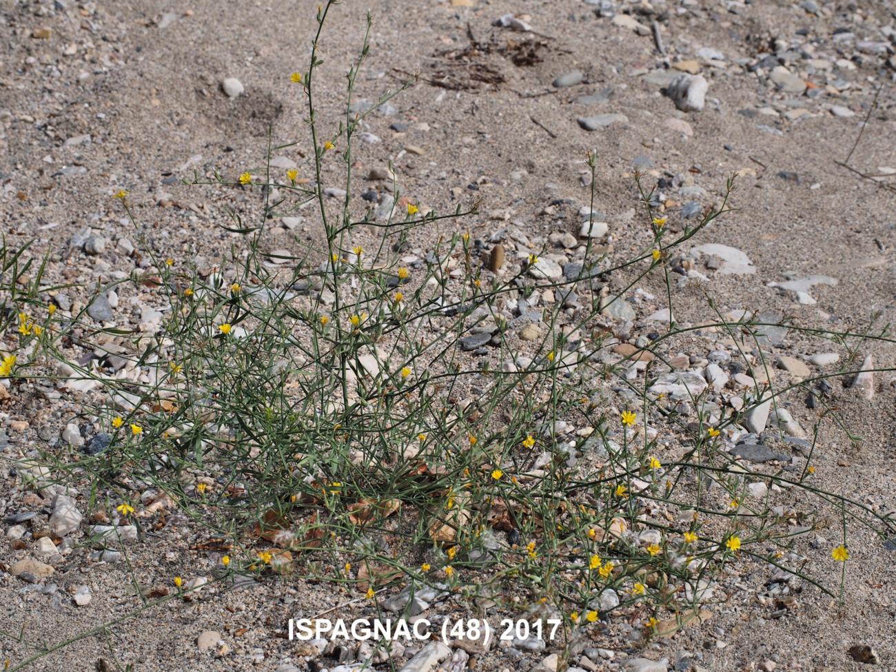 Rush skeletonweed plant